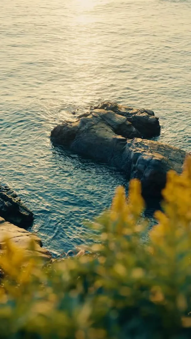 T-REEF Surfboard 40th Annivers...